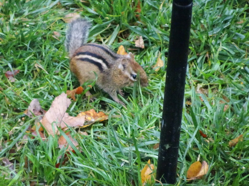 Eastern Chipmunk photographed in Connecticut