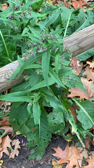 Symphytum officinale