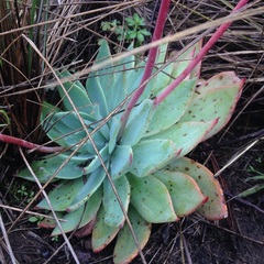 Echeveria subalpina