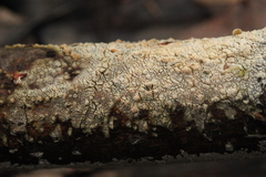 Hyphoderma