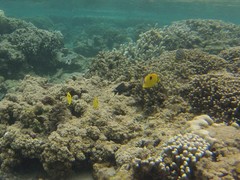 Chaetodon interruptus