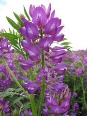 Astragalus davuricus