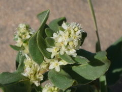 Polygonum sericeum