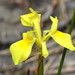 Moraea neglecta - Photo (c) Corrie du Toit, μερικά δικαιώματα διατηρούνται (CC BY-NC), uploaded by Corrie du Toit