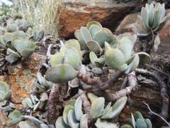 Crassula swaziensis