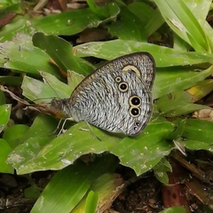 Ypthima baldus newboldi