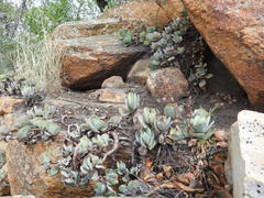 Crassula swaziensis