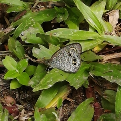 Ypthima baldus newboldi