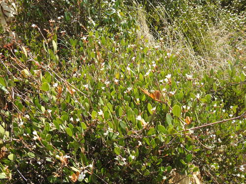 Ancylobothrys capensis (Ancylobothrys capensis)