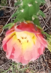 Austrocylindropuntia subulata