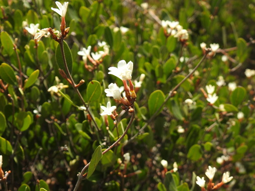 Image of Wild Apricot by (c) Matthew Fainman, some rights reserved (CC BY)