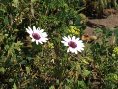 Dimorphotheca pluvialis