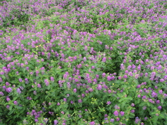 Astragalus davuricus