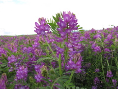 Astragalus davuricus