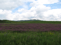Astragalus davuricus