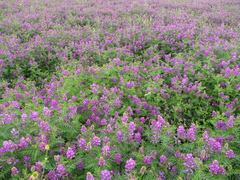 Astragalus davuricus
