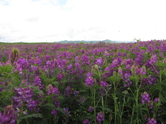 Astragalus davuricus