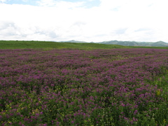 Astragalus davuricus