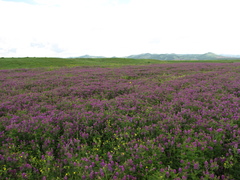 Astragalus davuricus