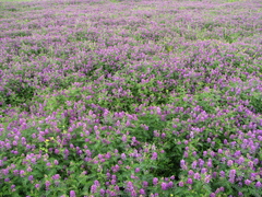 Astragalus davuricus