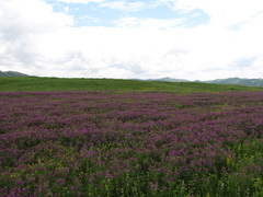 Astragalus davuricus
