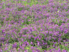 Astragalus davuricus