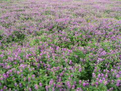 Astragalus davuricus
