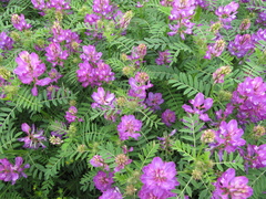 Astragalus davuricus