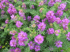 Astragalus davuricus