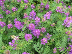 Astragalus davuricus