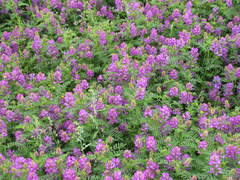 Astragalus davuricus