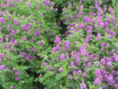 Astragalus davuricus