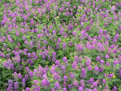 Astragalus davuricus