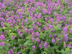 Astragalus davuricus