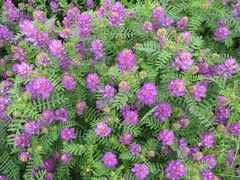 Astragalus davuricus