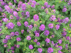 Astragalus davuricus