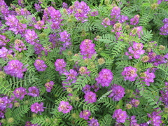 Astragalus davuricus