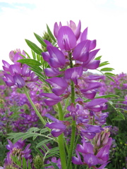 Astragalus davuricus