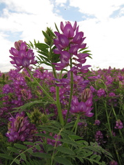 Astragalus davuricus