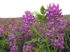 Astragalus davuricus
