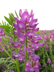 Astragalus davuricus