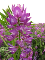 Astragalus davuricus