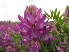Astragalus davuricus