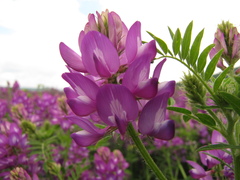 Astragalus davuricus