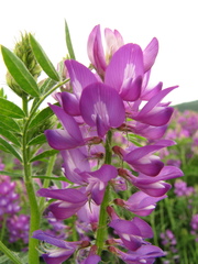 Astragalus davuricus