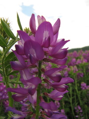 Astragalus davuricus