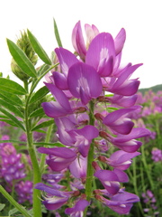 Astragalus davuricus