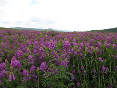 Astragalus davuricus