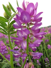 Astragalus davuricus