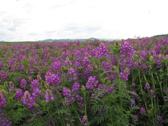 Astragalus davuricus